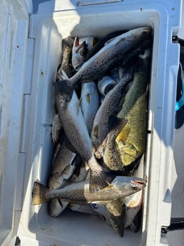 Fishing in New Orleans, Louisiana