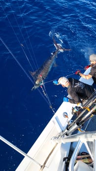 Black Marlin fishing in Galveston, Texas