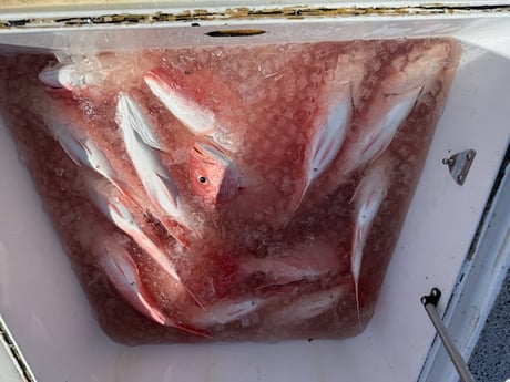 Fishing in Buras, Louisiana