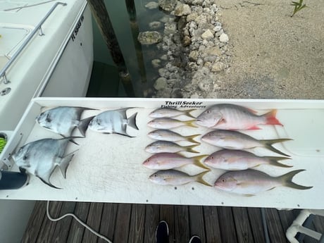 Mutton Snapper, Spadefish, Yellowtail Snapper Fishing in Marathon, Florida