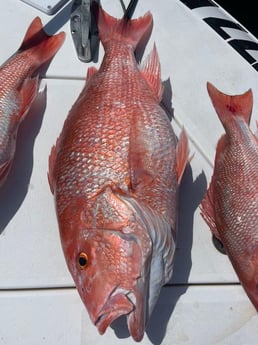 Red Snapper Fishing in Clearwater, Florida