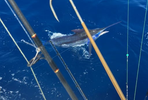 Blue Marlin Fishing in San Juan, Puerto Rico