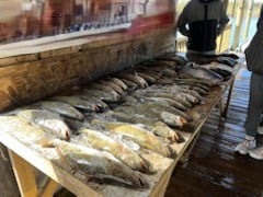 Speckled Trout Fishing in New Orleans, Louisiana