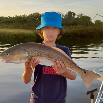 Redfish Fishing in Clearwater, Florida