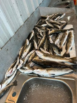 Speckled Trout / Spotted Seatrout Fishing in Golden Meadow, Louisiana