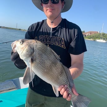 Black Drum Fishing in Corpus Christi, Texas