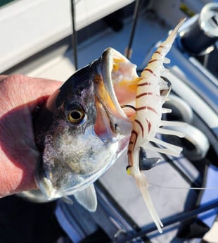 Speckled Trout / Spotted Seatrout Fishing in Trails End Road, Wilmington, N, North Carolina