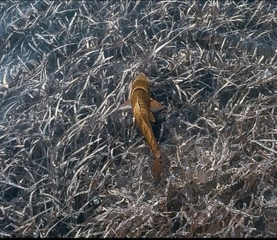 Fishing in St. Petersburg, Florida