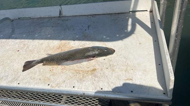 Fishing in South Padre Island, Texas