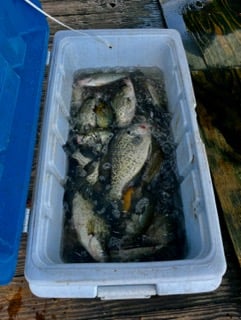 Fishing in Lake Fork, Texas