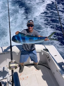 Mahi Mahi / Dorado fishing in Kailua-Kona, Hawaii