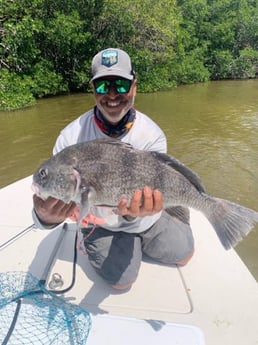 Black Drum Fishing in Miami, Florida