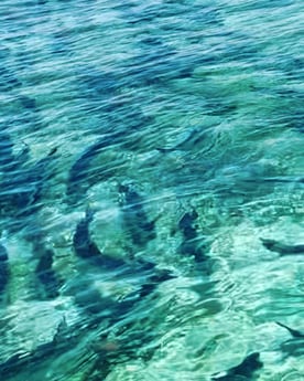 Tarpon Fishing in Summerland Key, Florida