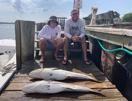 Cobia fishing in Virginia Beach, Virginia
