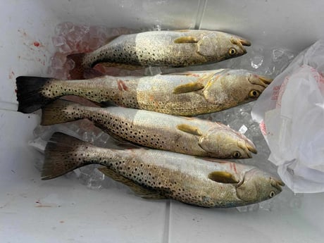 Fishing in Panama City, Florida