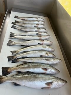 Fishing in Theodore, Alabama