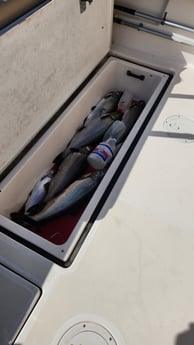 Fishing in Thompsonville, Michigan