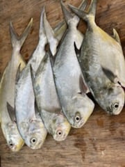 Fishing in Sarasota, Florida