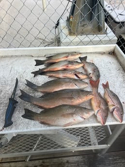 Fishing in Islamorada, Florida