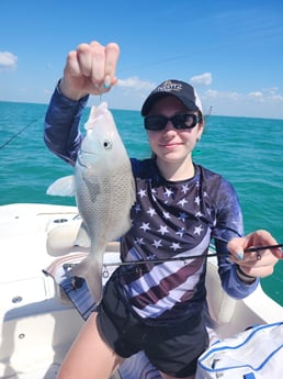 Mangrove Snapper Fishing in
