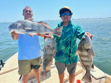 Black Drum Fishing in Port Isabel, Texas