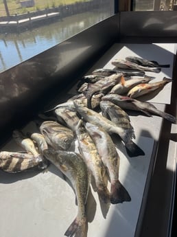 Fishing in Dauphin Island, Alabama
