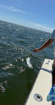 Fishing in Boca Grande, Florida