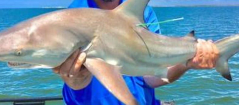 Blacktip Shark Fishing in Clearwater, Florida