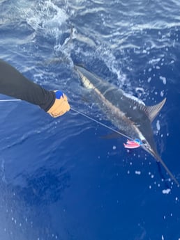 Black Marlin fishing in Kailua-Kona, Hawaii