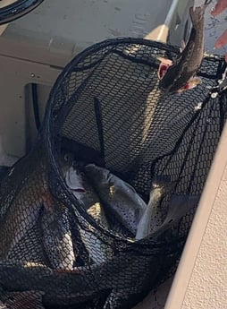 Speckled Trout / Spotted Seatrout fishing in Tiki Island, Texas