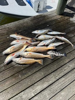 Black Drum, Redfish, Speckled Trout Fishing in Port O&#039;Connor, Texas
