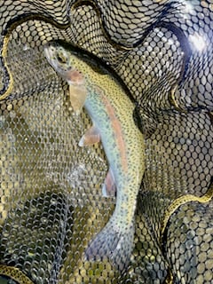 Fishing in Hume, California