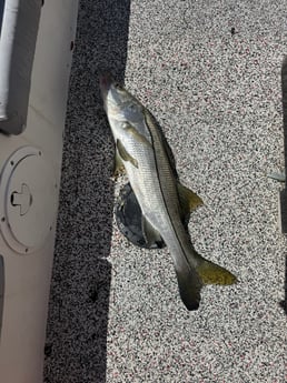 Fishing in Tampa, Florida