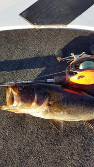 Largemouth Bass Fishing in Fort Lauderdale, Florida