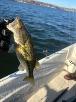 Fishing in Denver, North Carolina