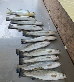 Florida Pompano, Speckled Trout / Spotted Seatrout fishing in Galveston, Texas