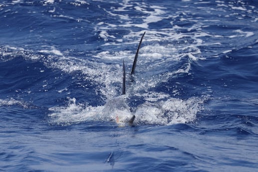 Fishing in Kailua-Kona, Hawaii