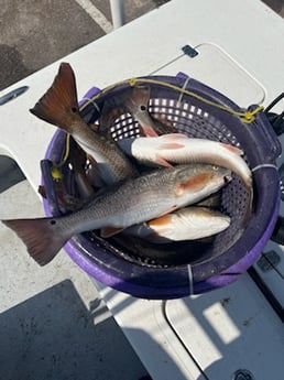 Redfish Fishing in Rockport, Texas
