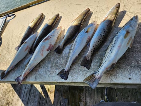 Speckled Trout / Spotted Seatrout Fishing in Trails End Road, Wilmington, N, North Carolina