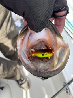 Fishing in Loxahatchee, Florida