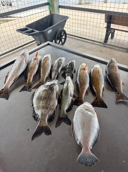 Flounder, Redfish, Sheepshead, Speckled Trout Fishing in