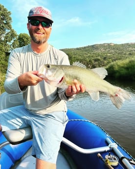 Largemouth Bass fishing in Graford, Texas