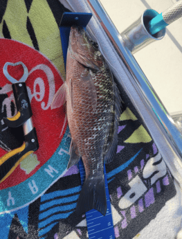 Mangrove Snapper Fishing in