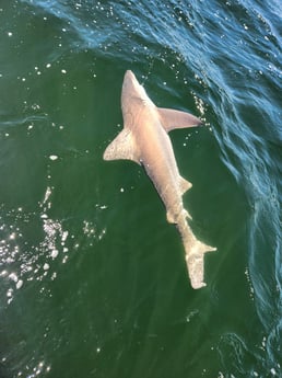 Bull Shark Fishing in Pensacola, Florida