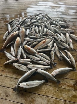 Fishing in Delacroix, Louisiana