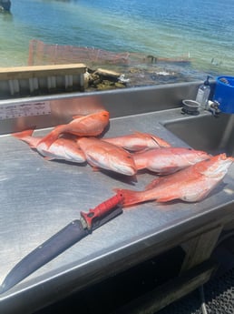Triggerfish fishing in Fort Walton Beach, Florida
