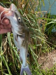 Fishing in Weston, Florida