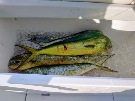 Fishing in Pompano Beach, Florida