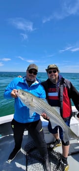 Striped Bass fishing in Barnstable, Massachusetts