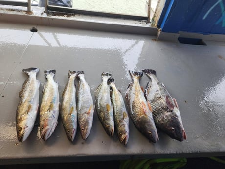 Fishing in Corpus Christi, Texas